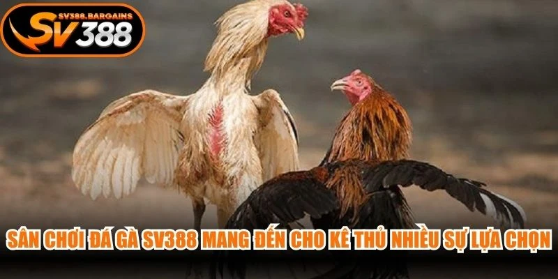 Sân chơi đá gà SV388 mang đến cho kê thủ nhiều sự lựa chọn phong phú
