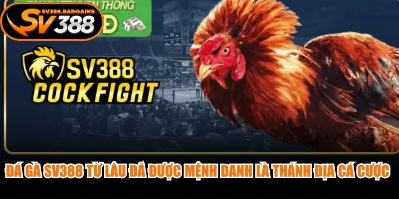 Đá gà SV388 từ lâu đã được mệnh danh là "thánh địa" cá cược trực tuyến
